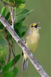 Thick-billed Vireo